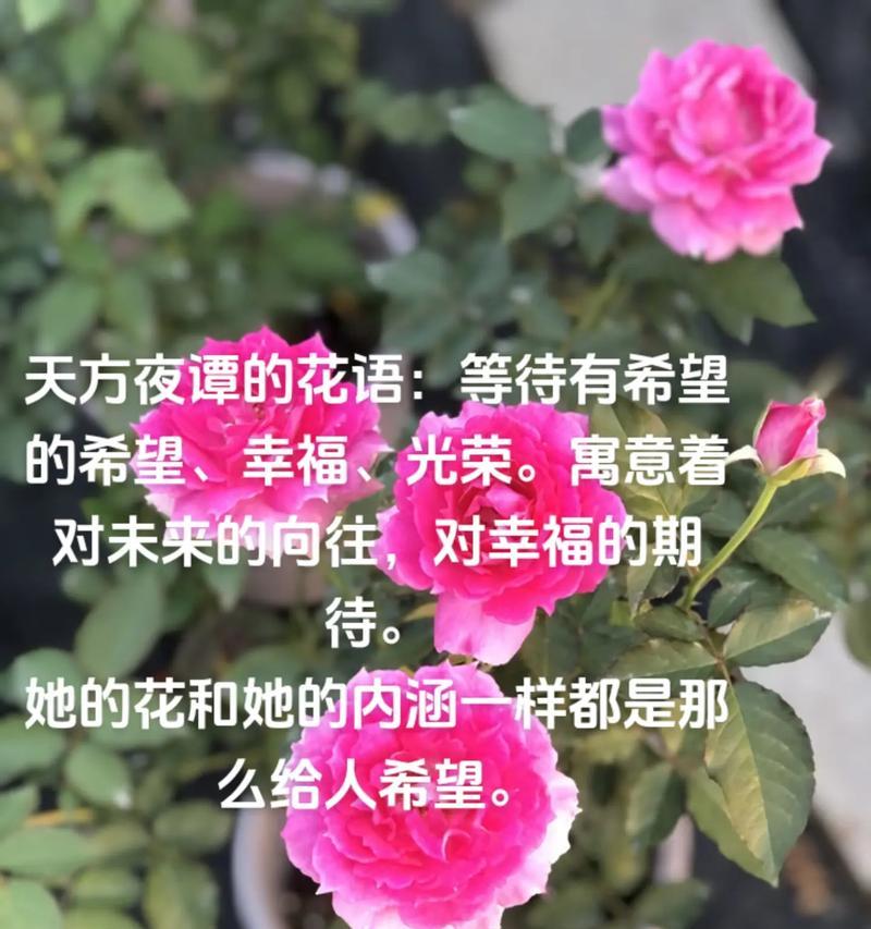 淑女月季的花语有哪些？寓意是什么？