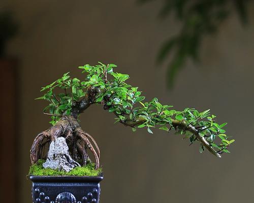 新婚堵门花语通常是什么？堵门花束的寓意有哪些？