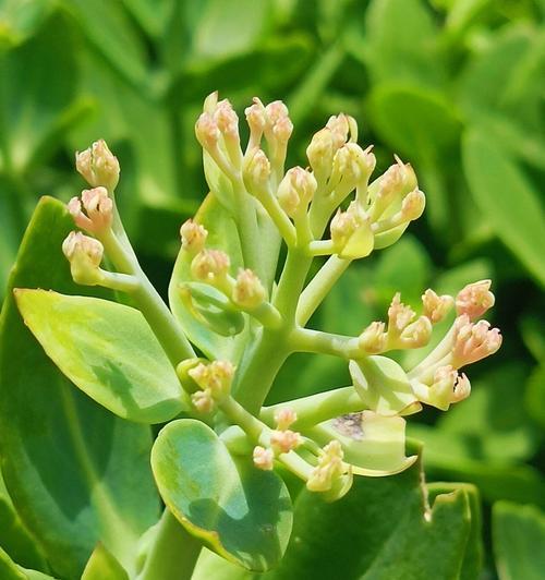 所有白色花朵的花语相同吗？它们共同传递了什么信息？