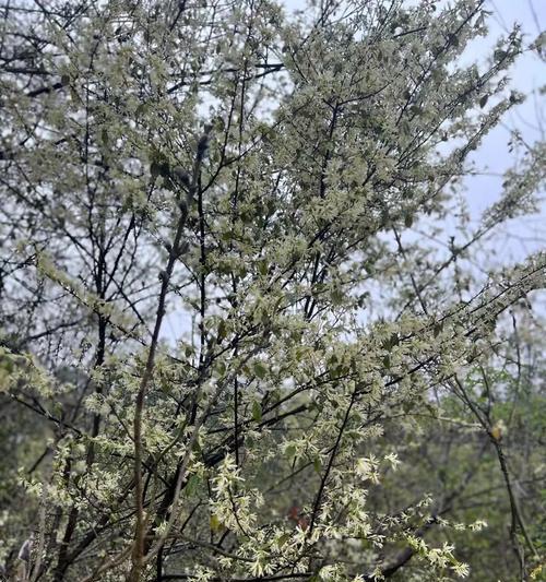 所有白色花朵的花语相同吗？它们共同传递了什么信息？