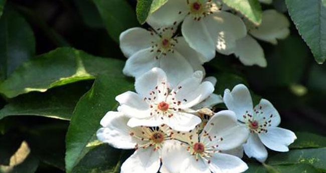 麻花头的花语寓意是什么？它代表了什么？
