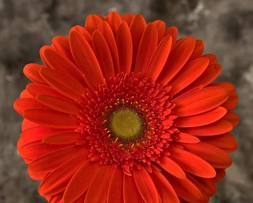 每种绽放都很美的花语有何不同？这些花语代表了什么？