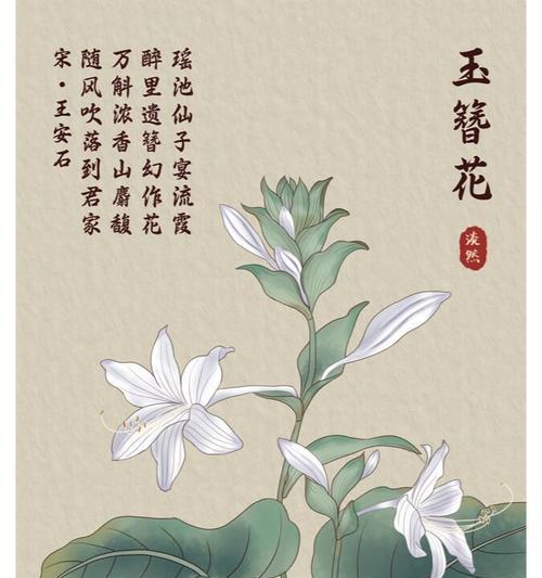 十二重菊的花语是什么？它有何特别之处？