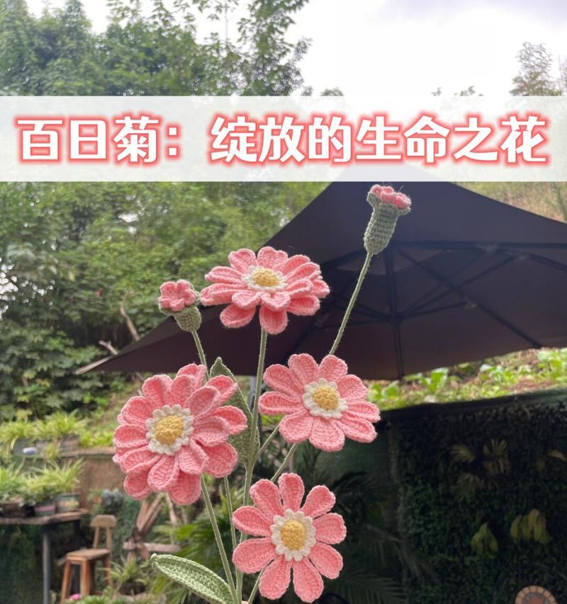 十二重菊的花语是什么？它有何特别之处？