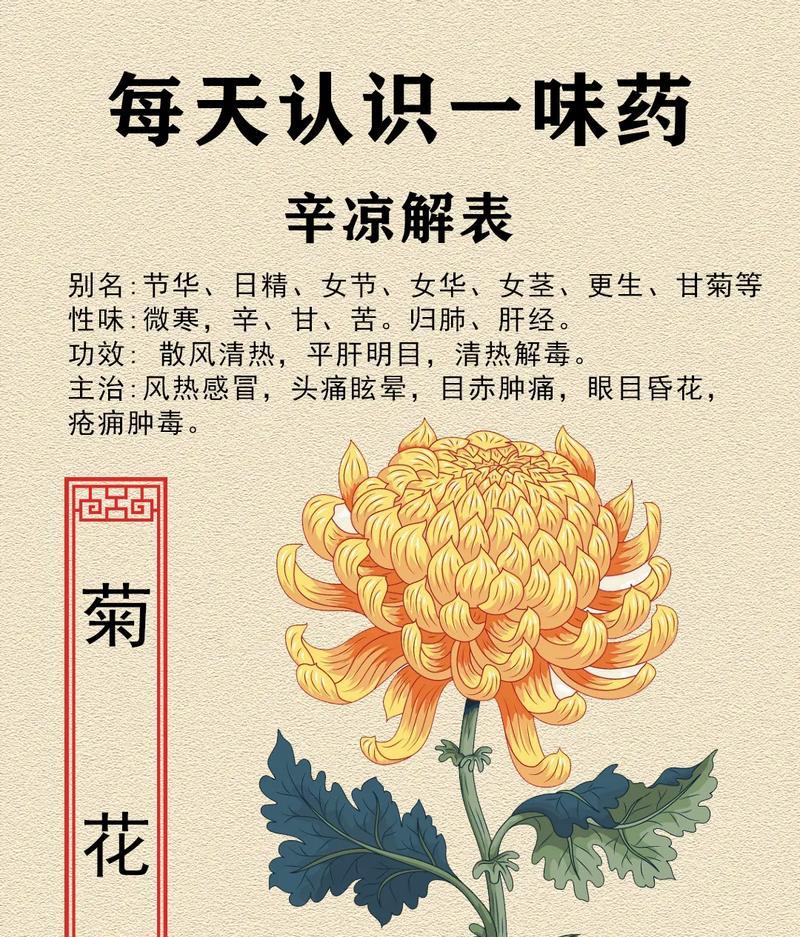 菊花背后的花语是什么？菊花象征着哪些情感？