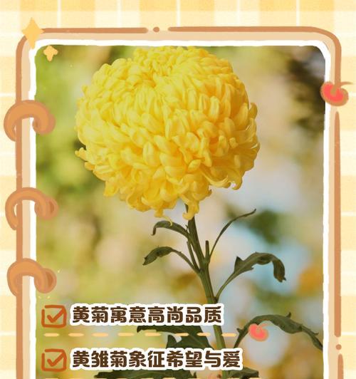菊花背后的花语是什么？菊花象征着哪些情感？
