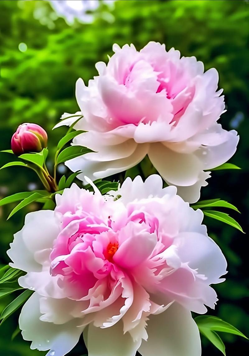不同颜色牡丹花的花语分别是什么？它们各自有何寓意？