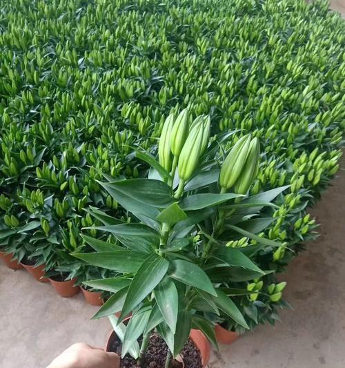 香水百合的花语含义是什么？代表什么？