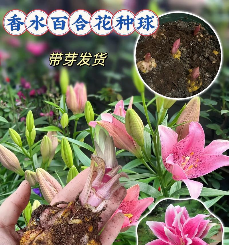 香水百合的花语含义是什么？代表什么？