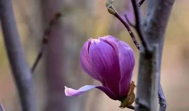 紫色玉兰花的花语代表什么？它有何寓意？