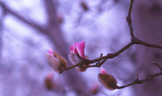 紫色玉兰花的花语代表什么？它有何寓意？