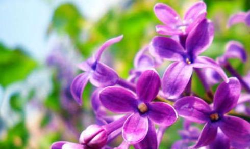 仇人不见面的花语是什么？这种花语有何寓意？