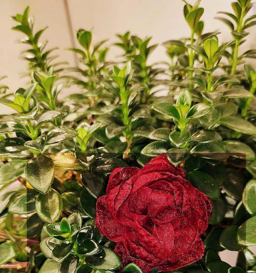 外卖暗夜玫瑰花语有何寓意？如何通过外卖传递花语？