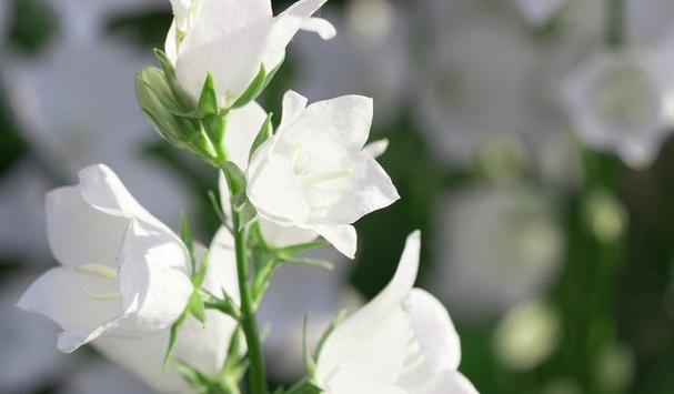 现世欢乐象征着什么？这种花的花语有何特别之处？