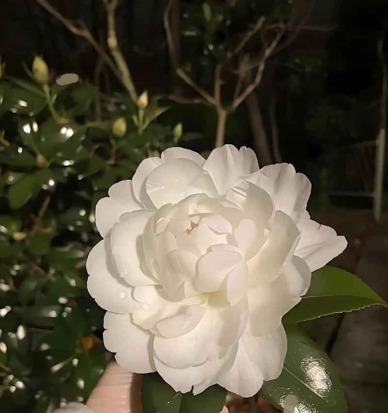 正视我的爱花语传达了什么情感？这种花语有何深意？