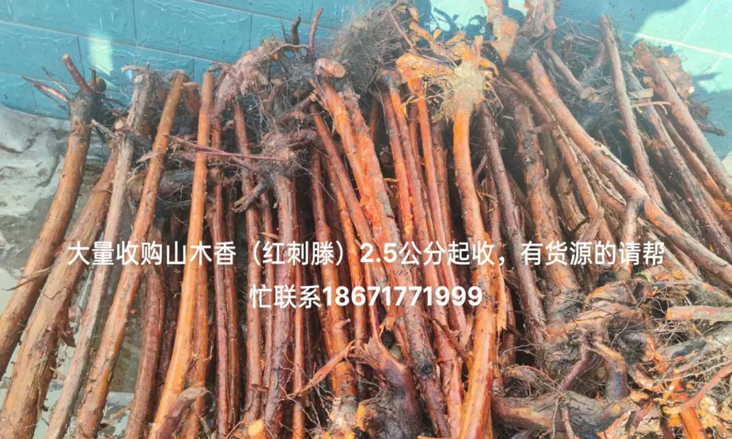 山木香藤的花语是什么？适合送什么人？