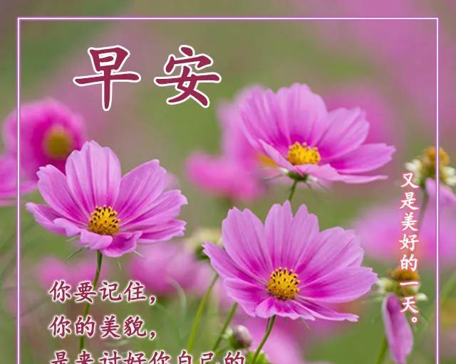早晨问候用的花语有哪些含义？