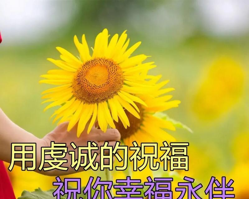 早晨问候用的花语有哪些含义？