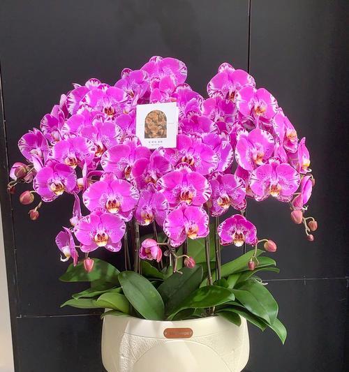 鬼兰花的寓意和花语有何不同？它在文化中象征什么？