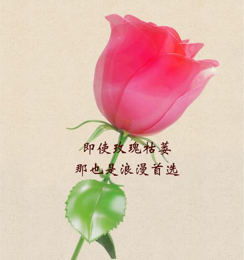六朵花的花语表达什么情感？