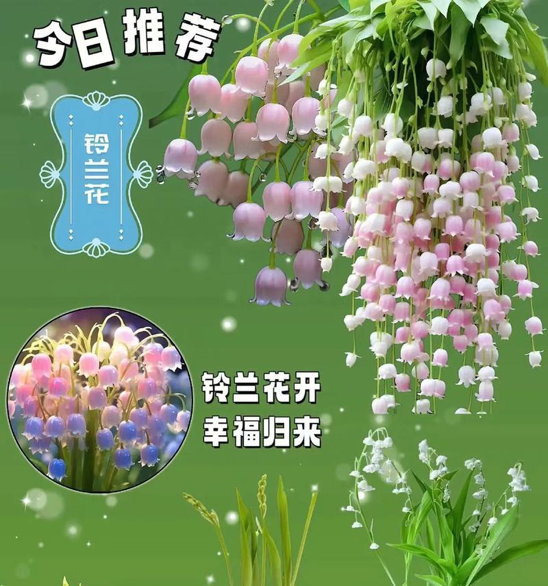 铃兰编织的花语通常是什么？