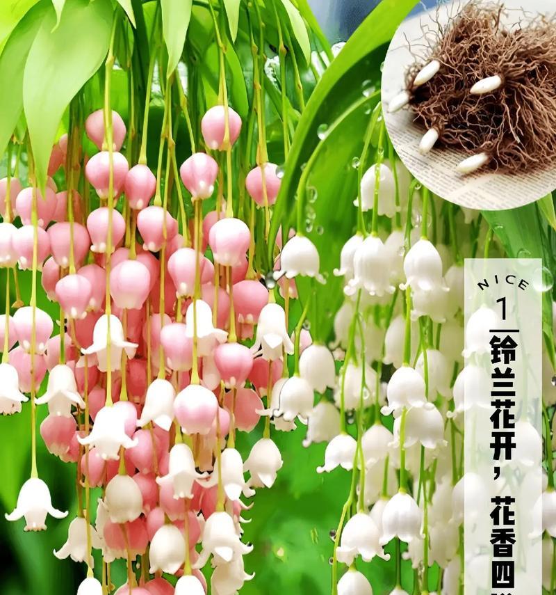 铃兰编织的花语通常是什么？