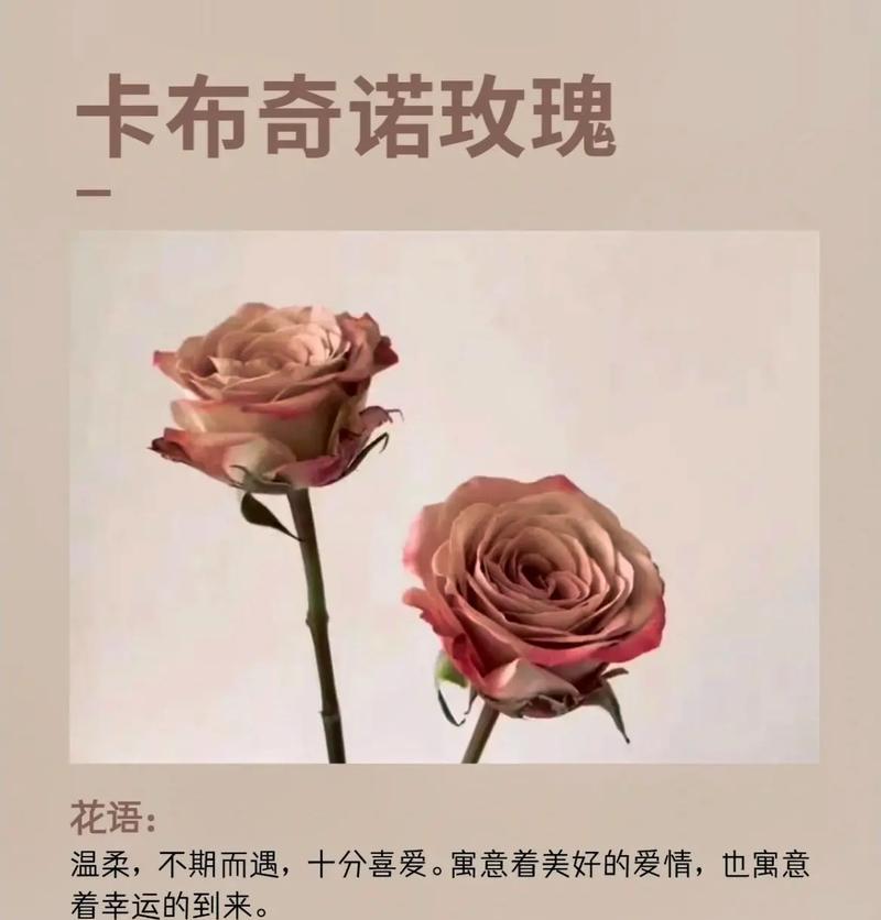 哪种玫瑰花代表友谊？它的花语是什么？