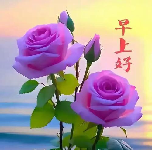 早安的花语有哪些？哪种花语适合用来说早安？