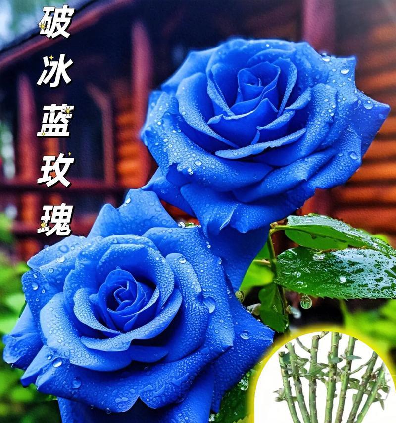 奶糖cp蓝玫瑰花语是什么？蓝玫瑰还有哪些特别的含义？