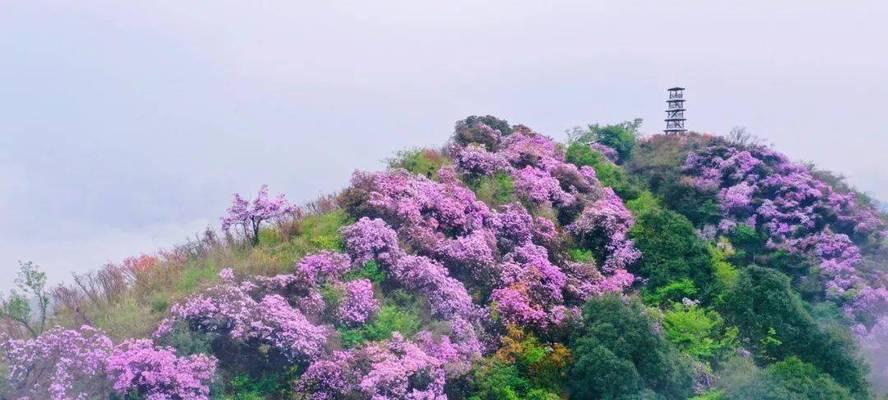 白竺花的花语代表了什么意义？