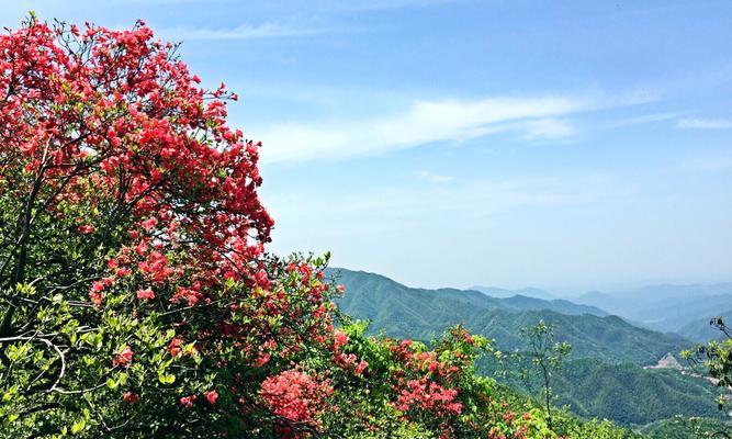 白竺花的花语代表了什么意义？