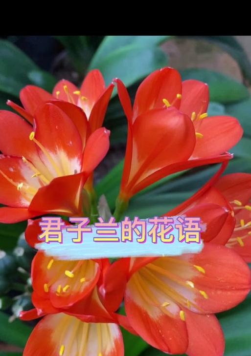 蜉蝣与君子兰寓意有何不同？