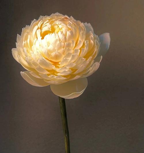 白莲花的花语代表什么？
