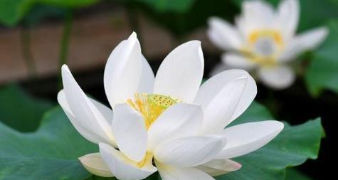 白莲花的花语代表什么？