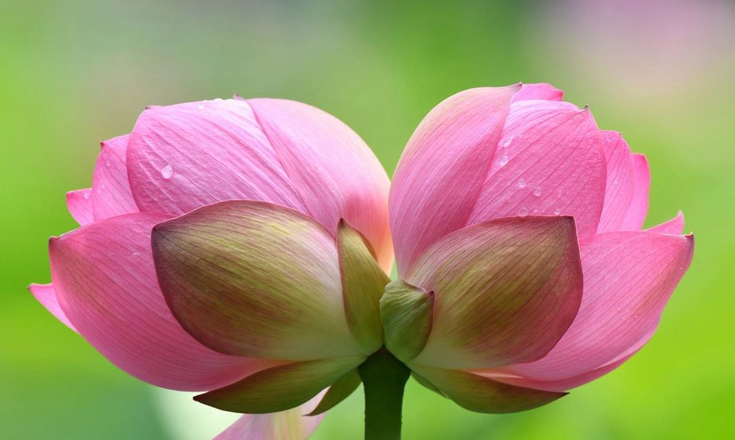 双生花象征着怎样的关系？