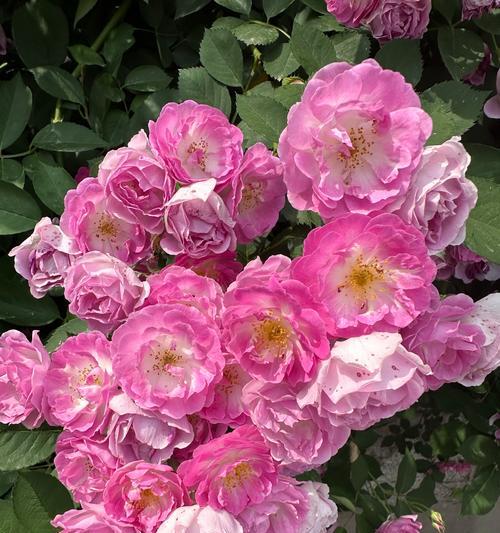 兽首蔷薇的花语是什么？