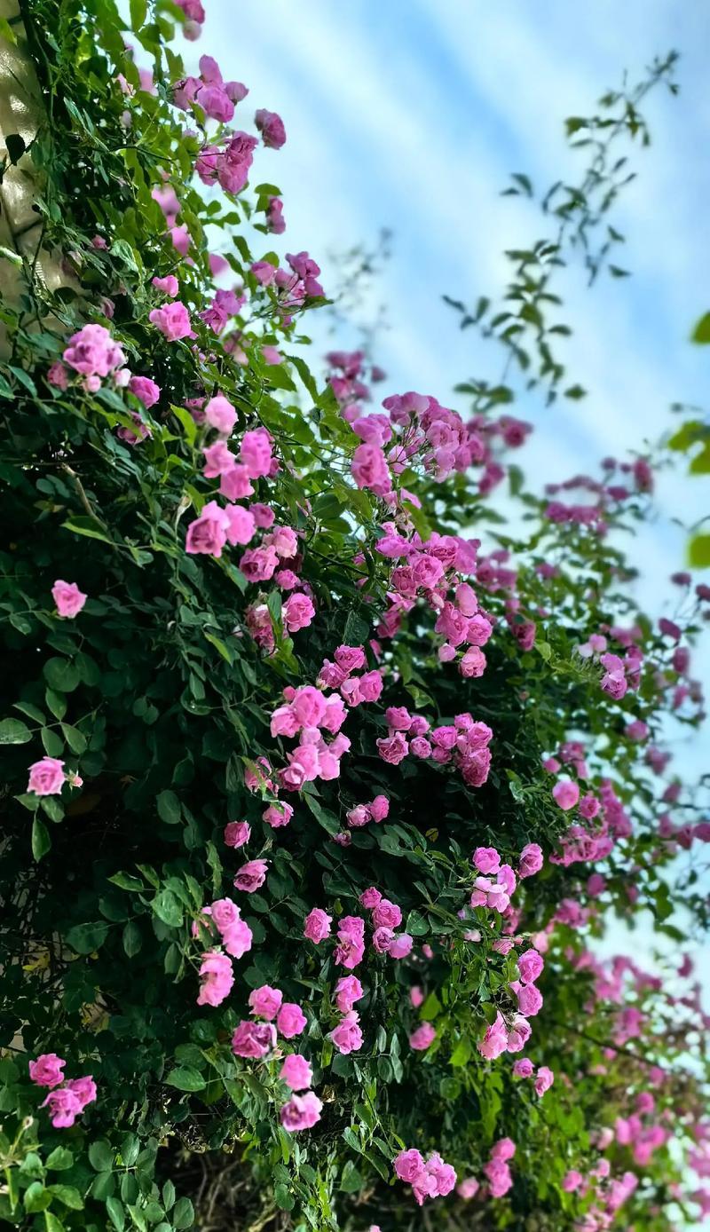 兽首蔷薇的花语是什么？