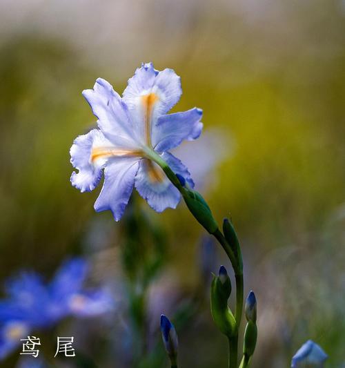 哪种花代表了友情的花语？