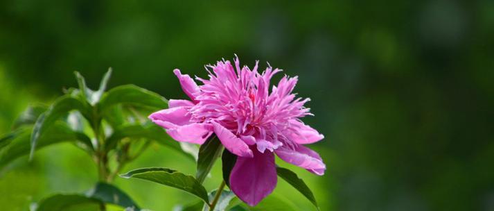 紫红色芍药的花语是什么？它象征着什么？