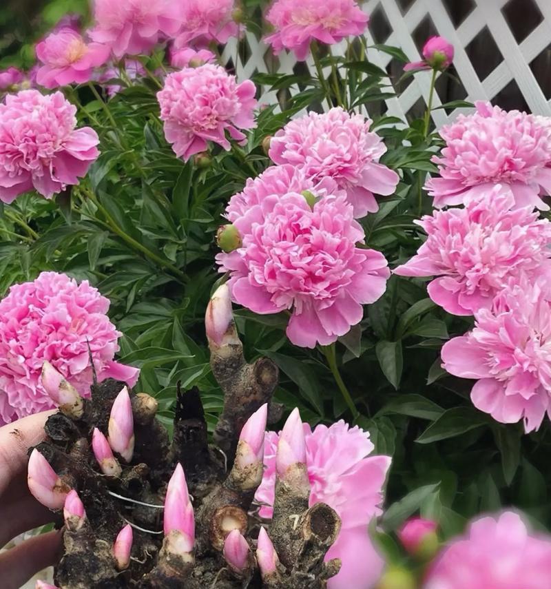 紫红色芍药的花语是什么？它象征着什么？
