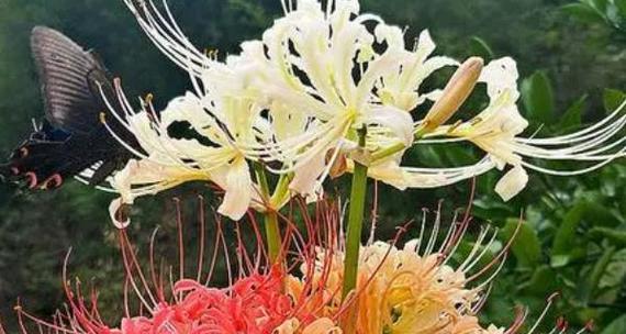 哪种花的花语是不离开？它在花语中象征着什么？