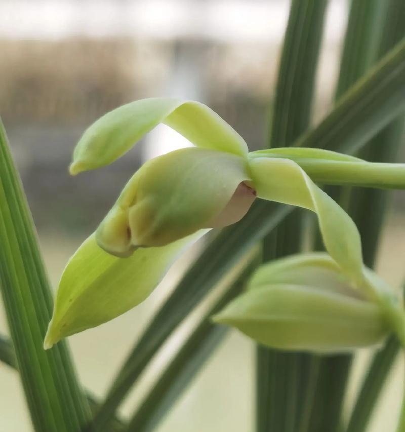 大蕙兰的花语诗句有哪些？它们表达了什么？