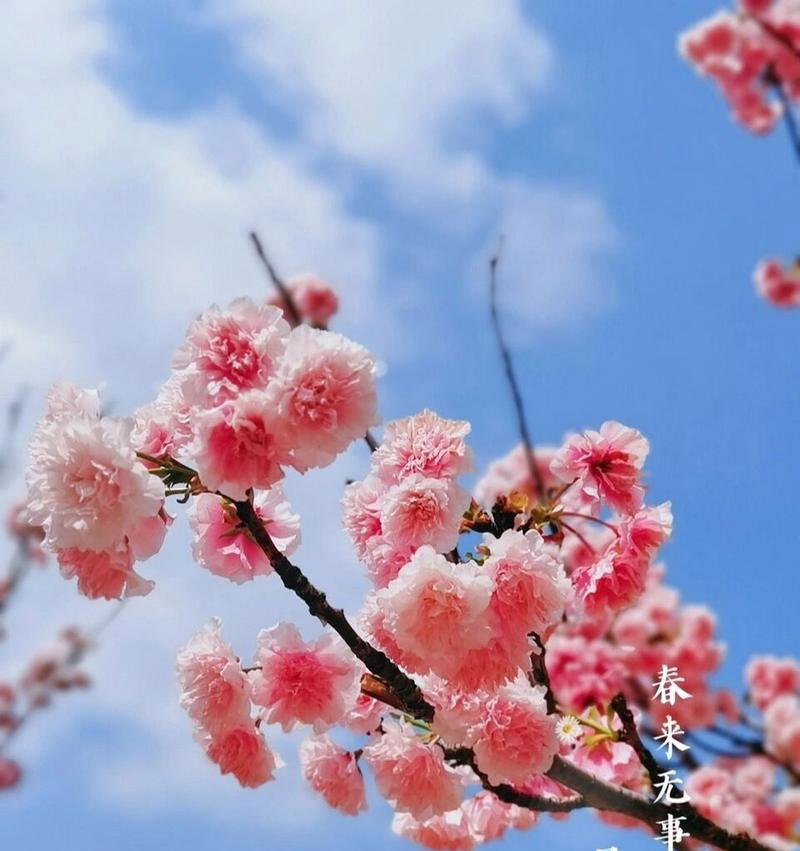 樱花唯美的花语是什么？樱花如何用花语展现唯美的情感？
