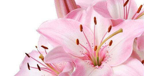 标号点数的花语是什么？它有什么特别的含义？
