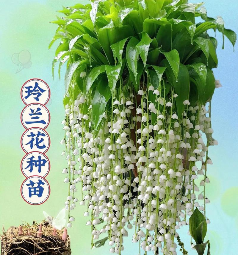 标号点数的花语是什么？它有什么特别的含义？