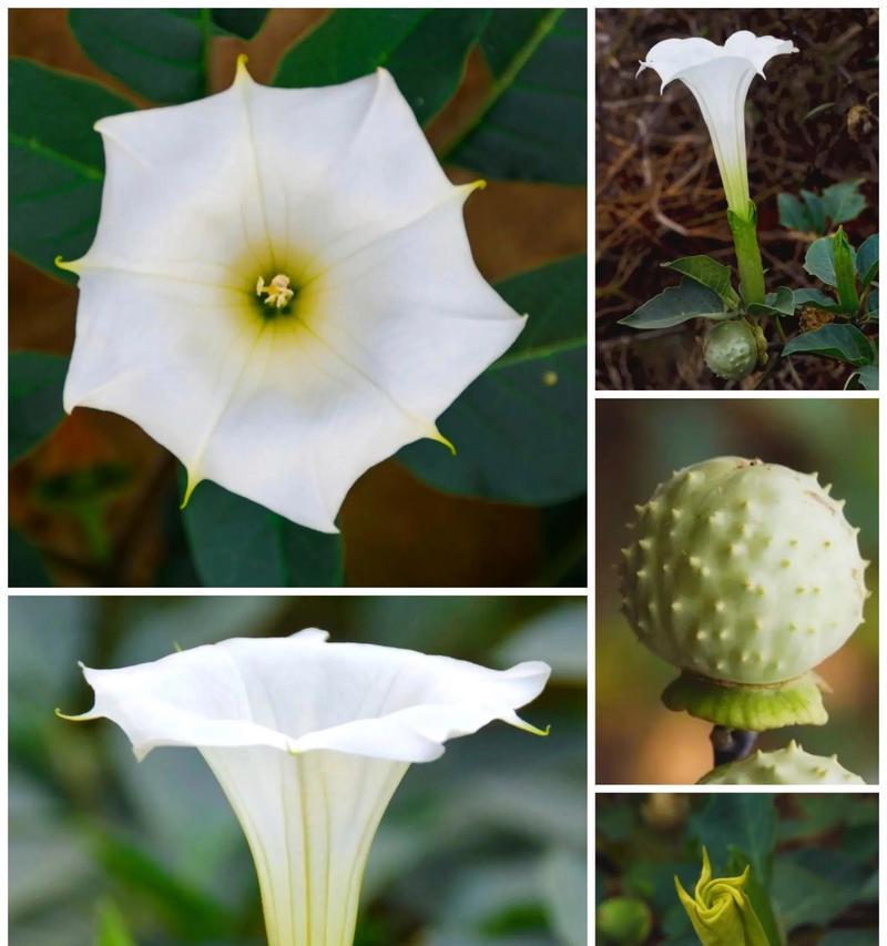 花语巧语蒙蔽了代表了什么意义？