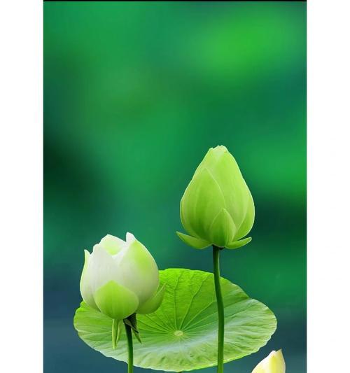 摩羯座的花语代表什么含义？