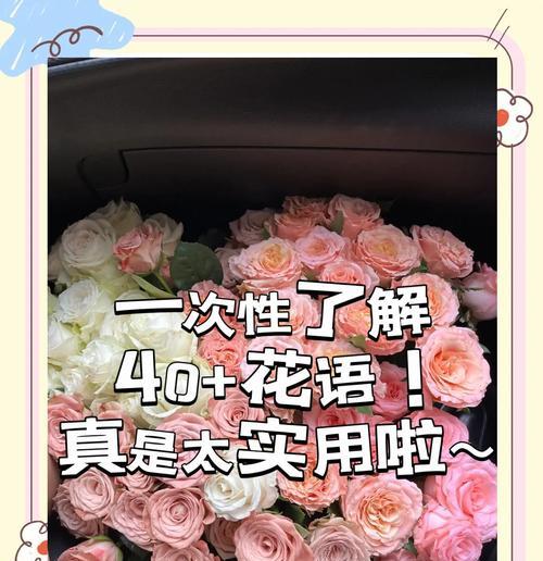 道歉的花语是什么花？哪种花最能表达歉意？