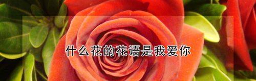 表白时常用的鲜花花语是什么？它传达了怎样的情感？