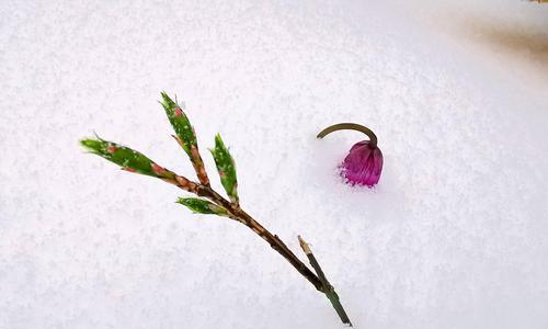 大雪玫瑰在俄罗斯的花语是什么？